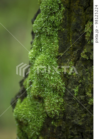 Moss is on a tree in the bark with moisture. 98125224