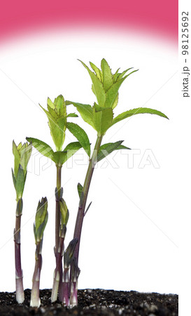 気候危機 イメージ　（ fix撮影 ） 98125692