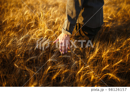 Man with his back to viewer in field of wheat touched by the hand of spikes in the sunset light.. Man with his back to viewer in field of wheat touched by the hand of spikes in the sunset light.. 98126157