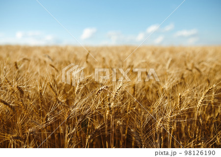 Close up nature photo Idea of rich harvest. Amazing backdrop of ripening ears of yellow wheat field 98126190