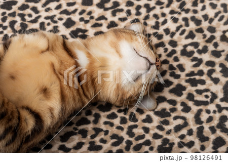 A cute red cat sleeps on a soft leopard blanket. 98126491