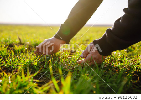 Farmer hand touches green leaves of young wheat in field. Green Young wheat seedlings in hands. 98126682
