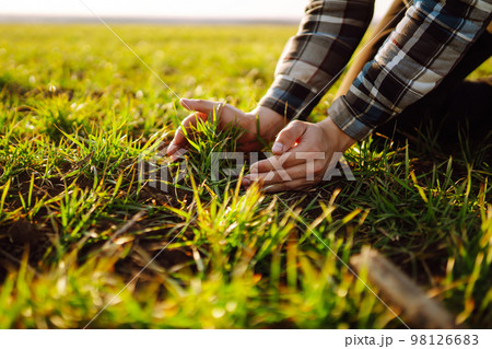 Farmer hand touches green leaves of young wheat in field. Green Young wheat seedlings in hands. 98126683