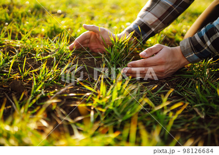 Farmer hand touches green leaves of young wheat in field. Green Young wheat seedlings in hands. 98126684
