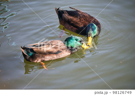 池で泳ぐ渡り鳥の可愛いカモ 池で泳ぐ渡り鳥の可愛いカモ 98126749