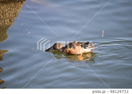 池で泳ぐ渡り鳥の可愛いカモ 98126752