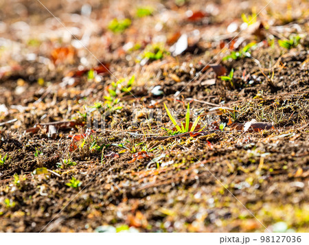 冬の陽光に照らされた美しい新芽 冬の陽光に照らされた美しい新芽 98127036