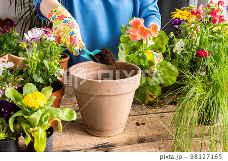 Woman transplanting a flower geranium 98127165