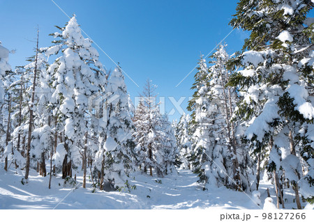 冬の北八ヶ岳の坪庭の散策路 98127266