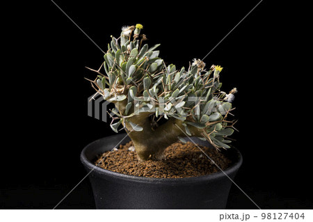 黒バックの冬型植物、オトンナユーフォルビオイデス 黒バックの冬型植物、オトンナユーフォルビオイデス 98127404