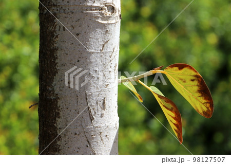 Colorful leaves on a tree in a city park in northern Israel. 98127507
