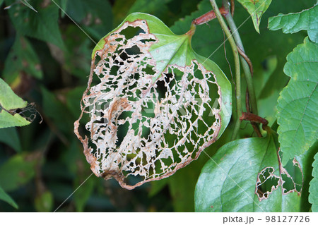 虫食いの葉 98127726