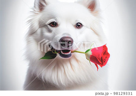 3D render adorable close-up of a American Eskimo dog holding red rose in mouth on white background. 3D render adorable close-up of a American Eskimo dog holding red rose in mouth on white background. 98129331