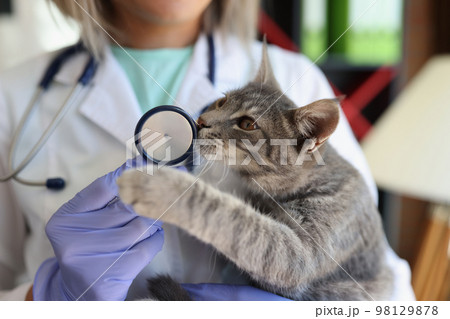 Veterinary doctor holding cat in clinic. Vet medicine for pets, cats health care and animal sickness concept. 98129878