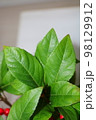 千両の金 植物 自然 98129912
