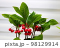 千両の金 植物 自然 98129914