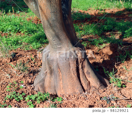 Orange tree trunk close-up, unusual shape, plant grafting, agriculture, horticulture Spain 98129921