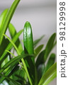 木 植物 自然 98129998