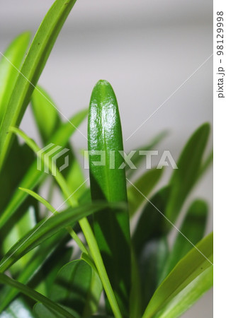 木 植物 自然 98129998