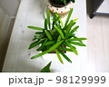木 植物 自然 98129999