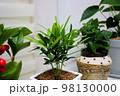 木 植物 自然 98130000