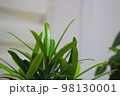 木 植物 自然 98130001