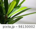 木 植物 自然 98130002
