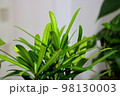 木 植物 自然 98130003