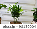 木 植物 自然 98130004
