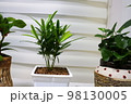 木 植物 自然 98130005