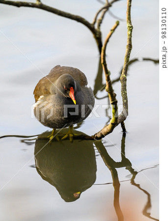 Moorhen in Kelsey Park, Beckenham, Greater London. A moorhen is standing on a branch with the lake behind. Common moorhen (Gallinula chloropus), UK. 98130110