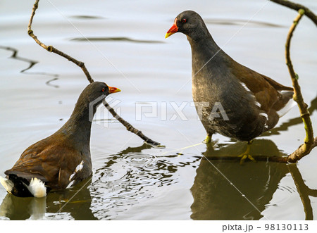 Moorhens in Kelsey Park, Beckenham, Greater London. The moorhens in the lake looking at each other. Common moorhen (Gallinula chloropus), UK. 98130113