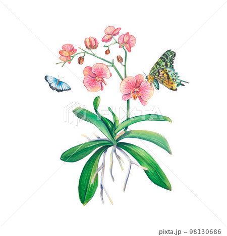 Pink orchid in watercolor on a white background with butterflies. An exotic houseplant. Tropical orchid. Botanical illustration of a flower. Flower arrangement for print, invitation design, pack, spa. 98130686