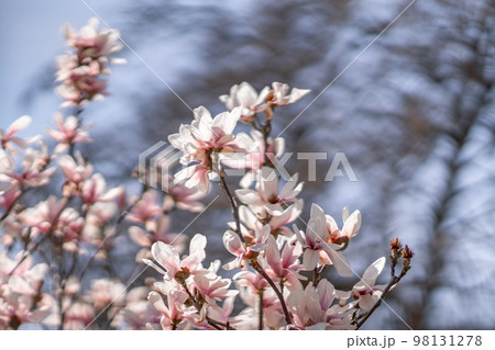 Blooming magnolia in spring against pastel bokeh blue sky and pink background, wide composition. 98131278