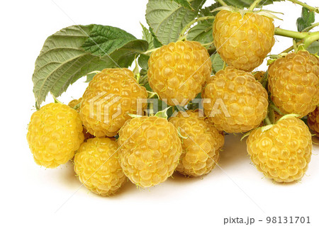 Raspberry twig with leaves Raspberry twig with leaves 98131701