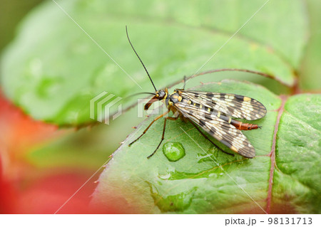 Female Scorpion Fly Mecoptera Panorpa Communis Insect on Green Leaf Macro. 98131713