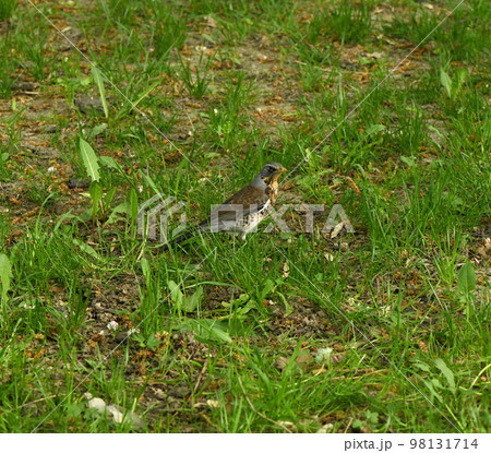 Song thrush (Turdus philomelos) in the grass. It has brown upper-parts and black-spotted cream. 98131714
