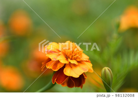 Flowers Marigolds. Side view. High resolution photo. Selective focus. Flowers Marigolds. Side view. High resolution photo. Selective focus. 98132008