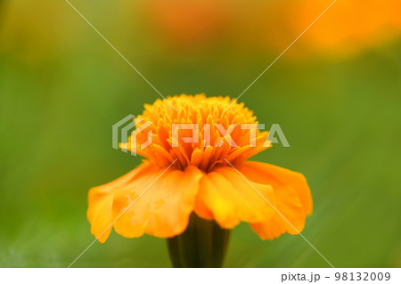 Flowers Marigolds. Side view. High resolution photo. Selective focus. 98132009