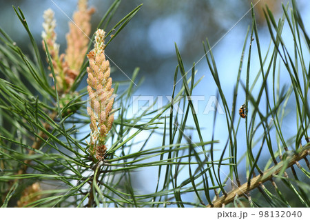 Yellow Pollen on a new pine blossom. Yellow pine cones from coniferous tree at june. A ladybug sits on a needle. Yellow Pollen on a new pine blossom. Yellow pine cones from coniferous tree at june. A ladybug sits on a needle. 98132040
