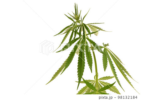 Medical use marijuana plant high in CBD side view isolated on white. Medical use marijuana plant high in CBD side view isolated on white. 98132184