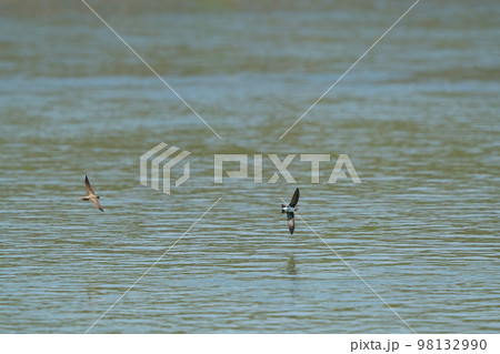 水面ぎりぎりを飛翔する二羽のショウドウツバメ 98132990