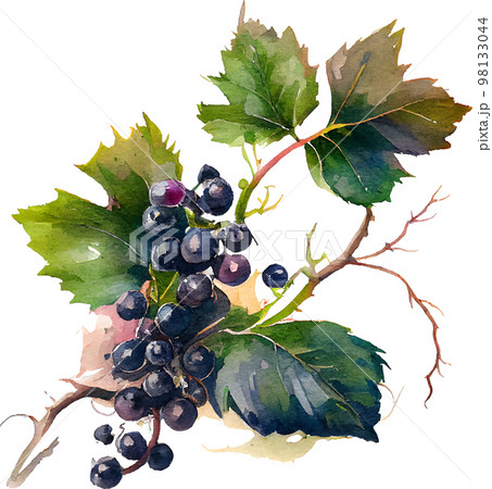 Watercolor branch with blackcurrant berries on white. Vector Illustration. EPS10 98133044