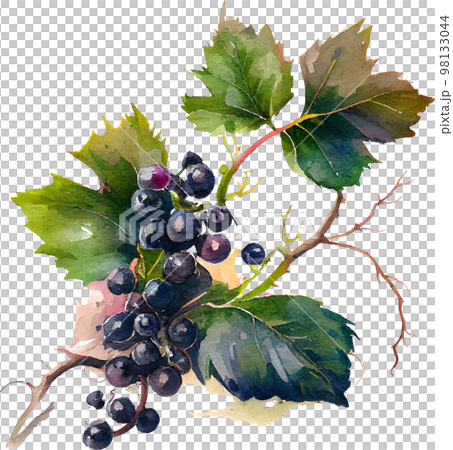 Watercolor branch with blackcurrant berries on white. Vector Illustration. EPS10 98133044