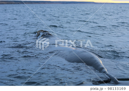 Southern Right whale  swimming on the surface, Puerto Madryn, Patagonia, Argentina 98133169