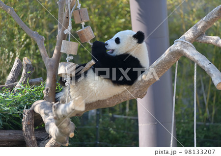 木の上で遊ぶ桜浜 木の上で遊ぶ桜浜 98133207