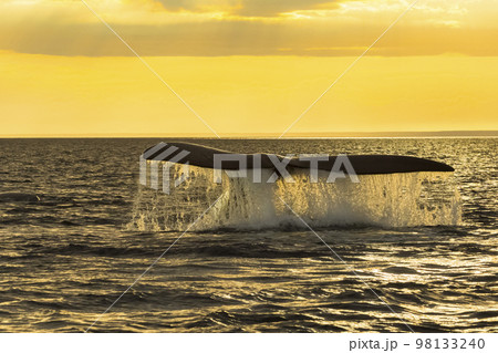 Southern Right whale tail, Puerto Madryn, Patagonia, Argentina 98133240