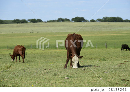 Cattle in Argentine countryside,La Pampa Province, Argentina. 98133241