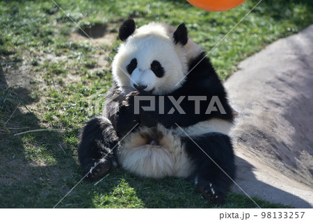 木のおもちゃで遊ぶ桃浜 木のおもちゃで遊ぶ桃浜 98133257
