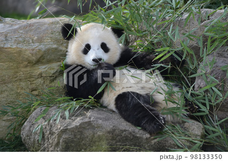 おいしそうに竹を食べる桜浜 98133350